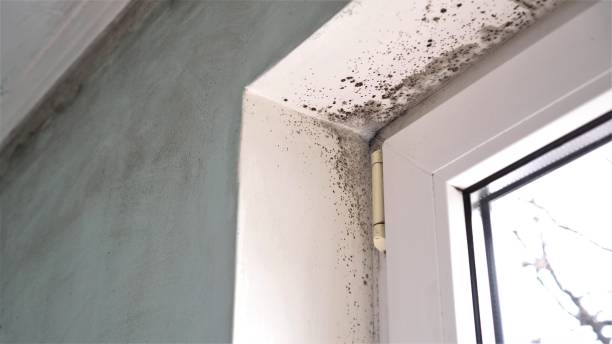 Crawl Space Mold Removal in Devon, PA