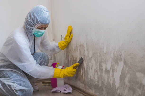 Certified Mold Removal in Devon, PA