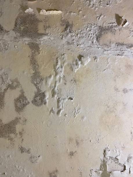 Best Mold Damage Repair  in Devon, PA