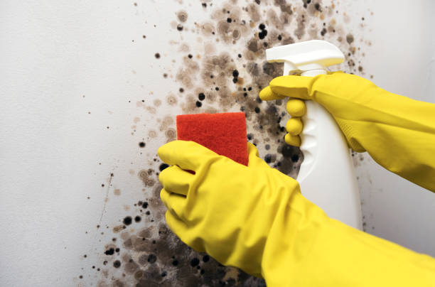 Attic Mold Removal in Devon, PA