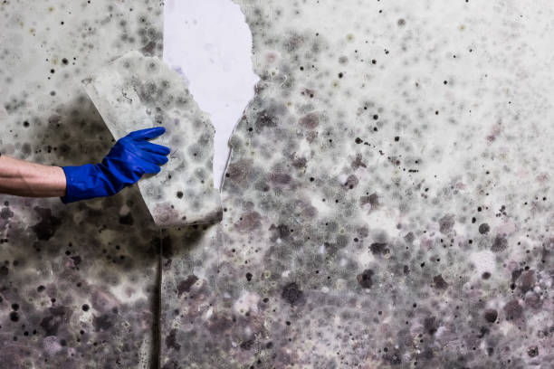 Best Crawl Space Mold Removal  in Devon, PA